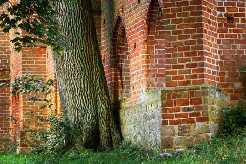 Oak (Quercus robur) in front of Boitzenburg Abbey