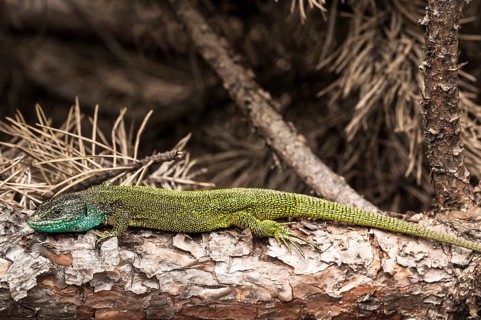 European green lizard (Lacerta viridis)