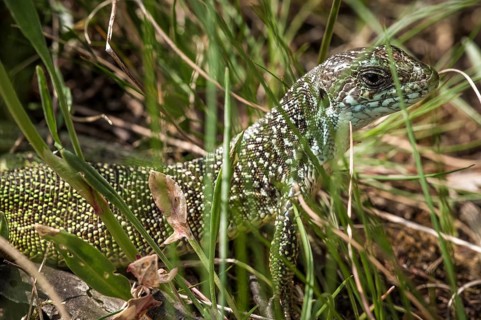 European green lizard (Lacerta viridian)
