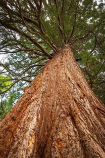 Redwood (Metasequoia glyptostroboides)
