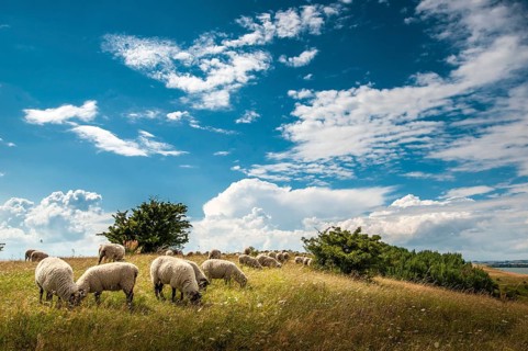 Flock of sheep