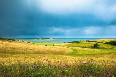 Grass landscape