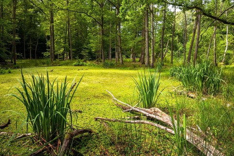 Bog forest with deadwood and water flag (Iris pseudacorus)