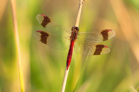 Yellow-winged darter (Sympetrum flaveolum) on stem
