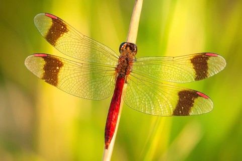 Yellow-winged darter (Sympetrum flaveolum) on stem