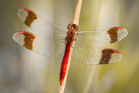 Yellow-winged darter (Sympetrum flaveolum) on stem