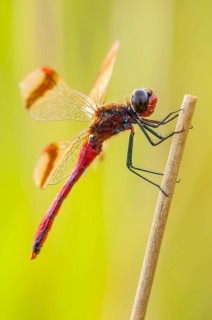 Yellow-winged darter (Sympetrum flaveolum) on stem