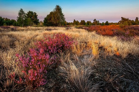 Common heather or ling (Calluna vulgaris) and grey hair-grass (Corynephorus canescens)