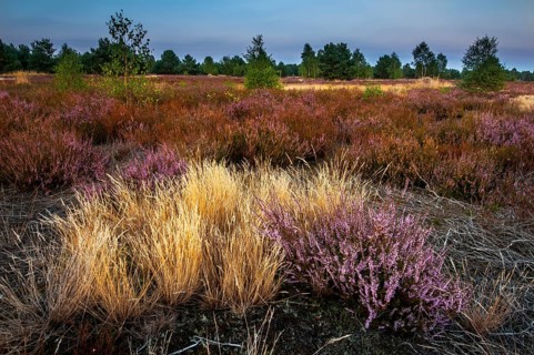 Common heather or ling (Calluna vulgaris) and grey hair-grass (Corynephorus canescens)