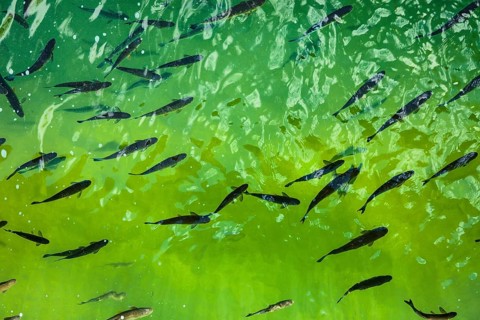 Flock of chub (Squalius cephalus)