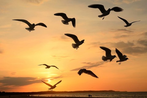 Seagulls in flight at sunset