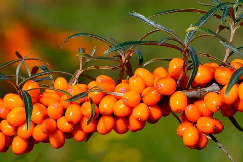 Sea Buckthorn (Hippophae rhamnoides)