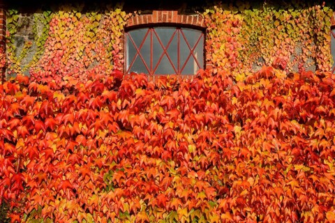 Virginia Creeper (Parthenocissus quinquefolia) on wall