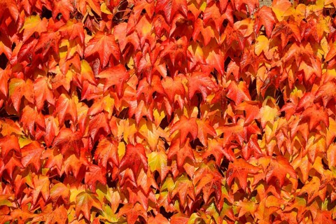 Virginia Creeper (Parthenocissus quinquefolia)