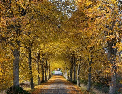 Avenue