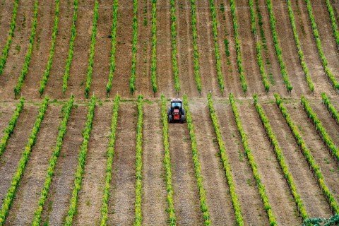 Tractor in vineyard in springtime