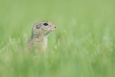 European ground squirrel (Spermophilus citellus) in a meadow