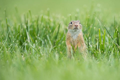 European ground squirrel (Spermophilus citellus) in a meadow