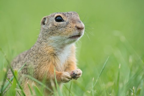 European ground squirrel (Spermophilus citellus) in a meadow