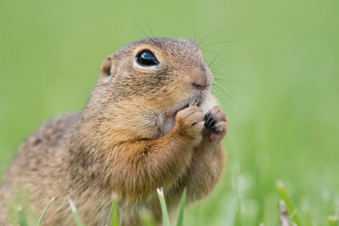 European ground squirrel (Spermophilus citellus) in a meadow