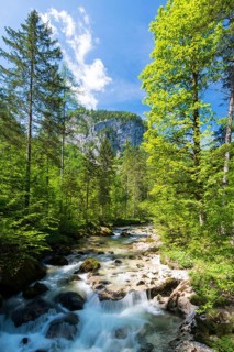 Waldbachstrub