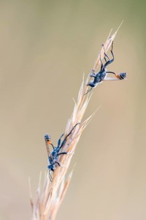 Thread-waisted wasps (Ammophila) on grass