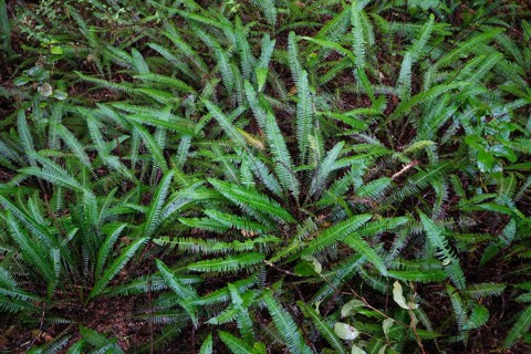 Hard-fern or deer fern (Blechnum spicant)
