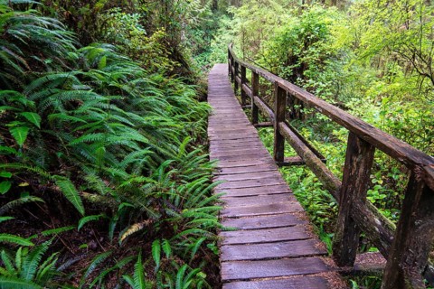 Boardwalk