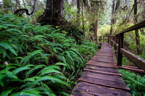 Boardwalk