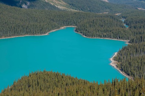Turquoise glacier Peyto Lake