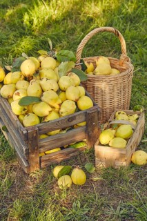 Pear quinces (Cydonia oblonga var. oblonga) in old wooden box and basket