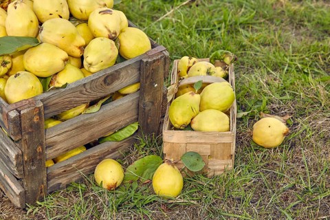 Pear quinces (Cydonia oblonga var. oblonga) in old wooden box and basket