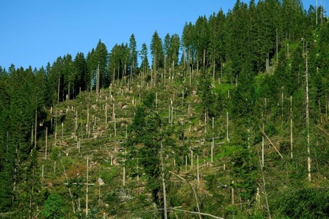 Windfall