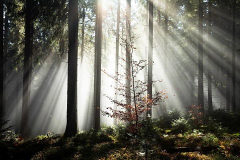Rays of sunlight shining through trees in fog