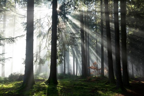 Rays of sunlight shining through trees in fog