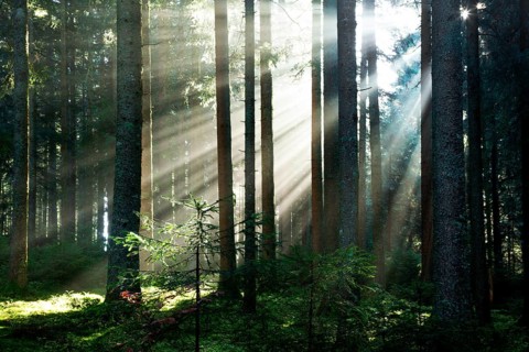 Rays of sunlight shining through trees in fog