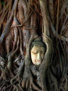 Head of a Buddha statue