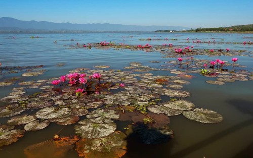 Pink water-lilies (Nymphaea pubescens)