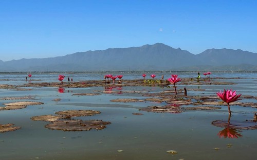 Pink water-lilies (Nymphaea pubescens)