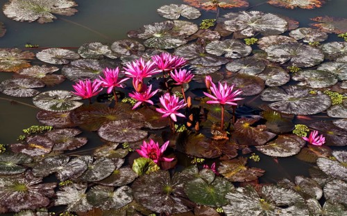 Pink water-lilies (Nymphaea pubescens)