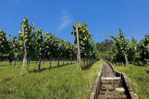 Stairs on the wine experience trail through vines on the vineyard