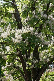 Blossoming Chestnut tree
