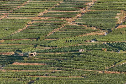 Wachau vineyards in Spitzer Graben