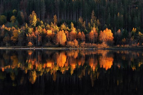 Colorful birch trees with autumn leaves reflected in the Titisee lake