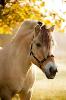 Fjord horse (Equus ferus caballus)