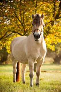 Fjord horse (Equus ferus caballus)