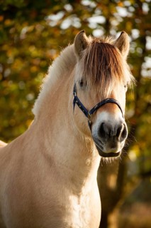 Fjord horse (Equus ferus caballus)