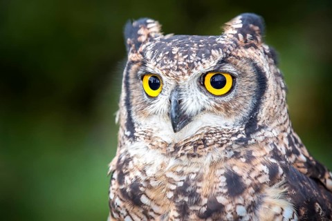 Spotted Eagle-owl (Bubo africanus)
