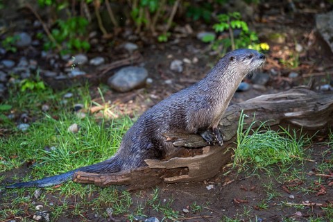 Northern River Otter