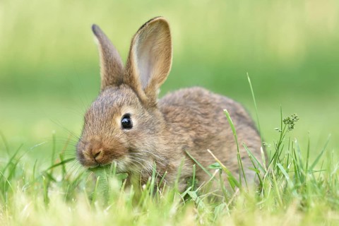 Rabbit
